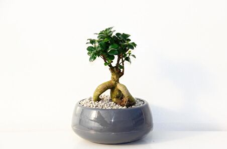 BONSAİ SAKSISI ANTRASİT 2 LT - DRENAJ HAZNELİ