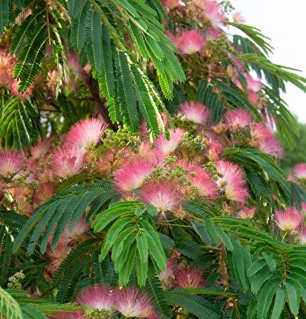 GÜLİBRİŞİM FİDANI - İPEK AĞACI (Albizia Julibrissin)