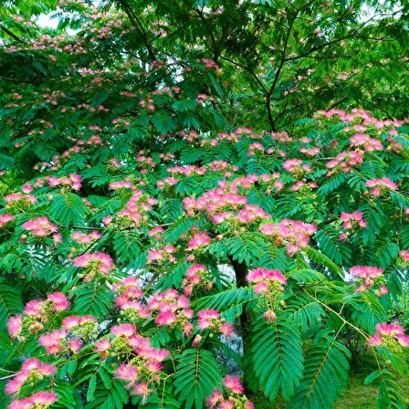 GÜLİBRİŞİM FİDANI - İPEK AĞACI (Albizia Julibrissin)