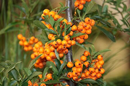 YALANCI(YABANİ) İĞDE FİDANI - HIPPOPHAE RHAMNOIDES