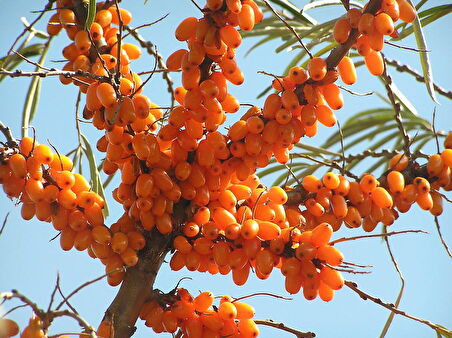 YALANCI(YABANİ) İĞDE FİDANI 3 ADET - HIPPOPHAE RHAMNOIDES