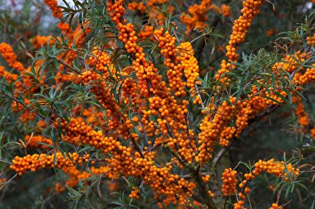 YALANCI(YABANİ) İĞDE FİDANI 5 ADET - HIPPOPHAE RHAMNOIDES
