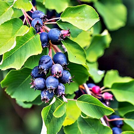ŞİFALI SASKATOON BERRY FİDANI 5 ADET