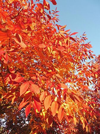 AMERİKAN DİŞBUDAK FİDANI - Fraxinus Americana