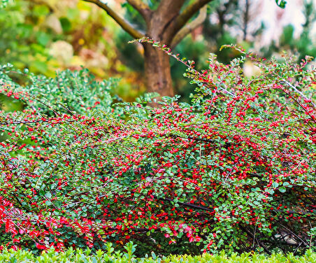 COTONEASTER HORİZONTALİS 3 ADET - YAYILICI DAĞ MUŞMULASI