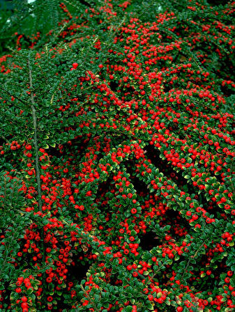 COTONEASTER HORİZONTALİS 3 ADET - YAYILICI DAĞ MUŞMULASI