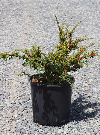 COTONEASTER HORİZONTALİS 3 ADET - YAYILICI DAĞ MUŞMULASI