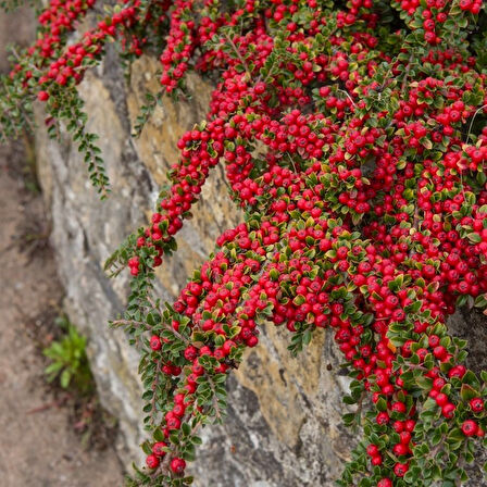 COTONEASTER HORİZONTALİS 10 ADET - YAYILICI DAĞ MUŞMULASI