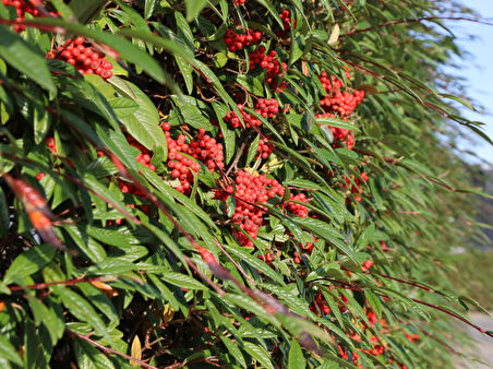 COTONEASTER SALİCİFOLİUS 10 ADET - HERDEM YEŞİL DAĞ MUŞMULASI