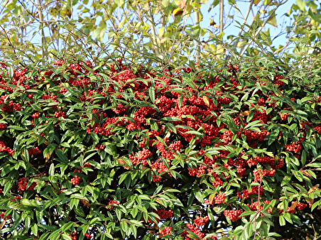 COTONEASTER SALİCİFOLİUS - HERDEM YEŞİL DAĞ MUŞMULASI
