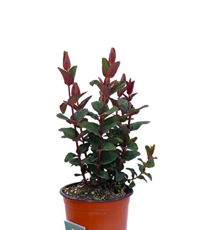 SİYAH KANTARON ÇALISI 10 ADET - Hypericum Inodorum Magical Black