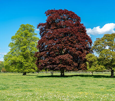 KIRMIZI KAYIN FİDANI 3 ADET - Fagus Sylvatica Atropurpurea