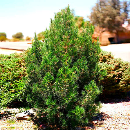 ELDER ÇAMI FİDANI - PİNUS ELDERİCA 30-40 CM
