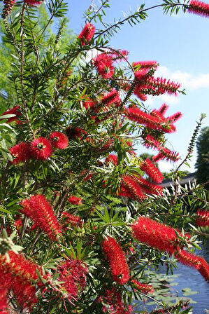 FIRÇA ÇALISI CALLİSTEMON 5 ADET (80-100 CM) ÇİÇEKLİ PEYZAJ/ÇİT BİTKİSİ