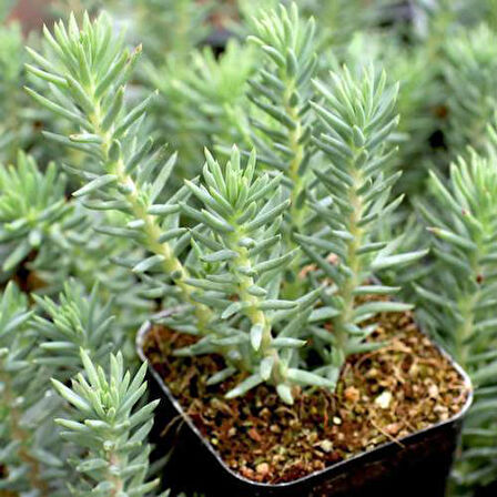 MEZAR - KABİR  SEDUM BİTKİ SETİ - 90 ADET 2 ÇEŞİT KURAKÇIL BİTKİ