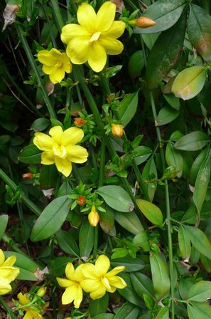 SARI YASEMİN FİDANI - ÇİÇEKLİ SARILICI BİTKİ (Jasminum Nudiflorum)