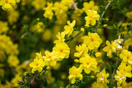 SARI YASEMİN FİDANI 2 ADET - ÇİÇEKLİ SARILICI BİTKİ (Jasminum Nudiflorum)