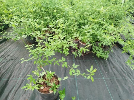 SARI YASEMİN FİDANI 10 ADET - ÇİÇEKLİ SARILICI BİTKİ (Jasminum Nudiflorum)