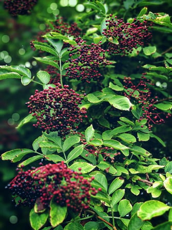 KARA MÜRVER FİDANI 3 ADET (Sambucus Nigra)