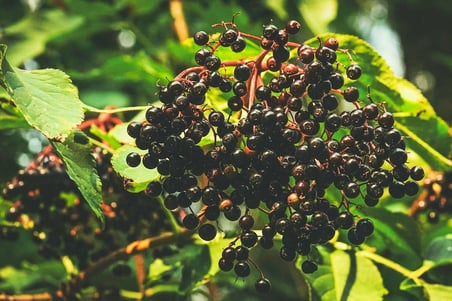 KARA MÜRVER FİDANI 5 ADET (Sambucus Nigra)