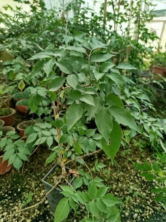 KARA MÜRVER FİDANI 5 ADET (Sambucus Nigra)