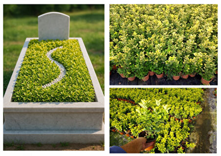 MEZAR - KABİR SARI BİTKİ SETİ - 20 ADET GOLD TAFLAN 20-30 CM