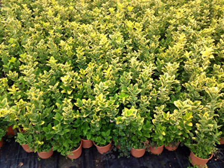 MEZAR - KABİR SARI BİTKİ SETİ - 20 ADET GOLD TAFLAN 20-30 CM