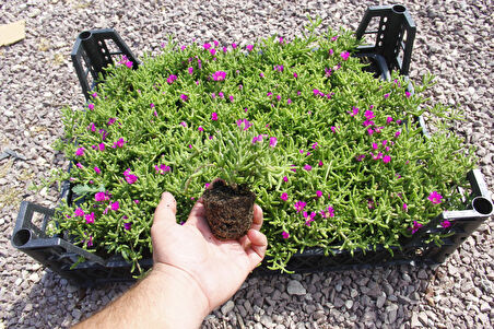 MEZAR - KABİR ÇİÇEKLİ BİTKİ SETİ - 90 ADET YER ÖRTÜCÜ BİTKİ + 20 KG DOLOMİT TAŞI (Acem Halısı-Buz Çi