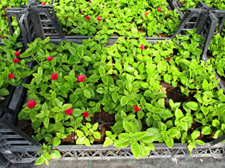 MEZAR - KABİR ÇİÇEKLİ BİTKİ SETİ - 90 ADET YER ÖRTÜCÜ BİTKİ + 20 KG DOLOMİT TAŞI (Acem Halısı-Buz Çi