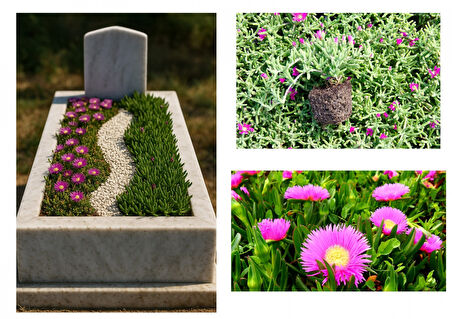 MEZAR - KABİR ÇİÇEKLİ BİTKİ SETİ - 90 ADET YER ÖRTÜCÜ BİTKİ + 20 KG DOLOMİT TAŞI (Acem Halısı-Kaz Ay