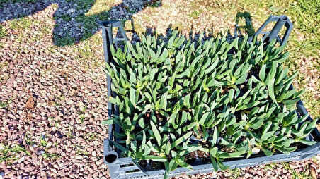 MEZAR - KABİR ÇİÇEKLİ BİTKİ SETİ - 90 ADET YER ÖRTÜCÜ BİTKİ + 20 KG DOLOMİT TAŞI (Buz Çiçeği-Kaz Aya