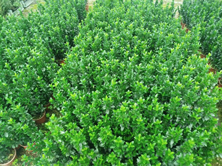 MEZAR - KABİR BİTKİ SETİ - 20 ADET YEŞİL SÜTUN TAFLAN GREENSPİRE 25-30 CM