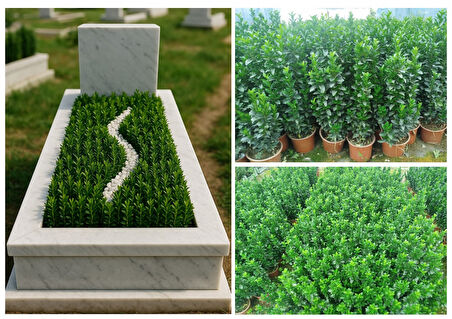 MEZAR - KABİR BİTKİ SETİ - 10 ADET YEŞİL TAFLAN GREENSPİRE 25-30 CM + 20 KG DOLOMİT TAŞI