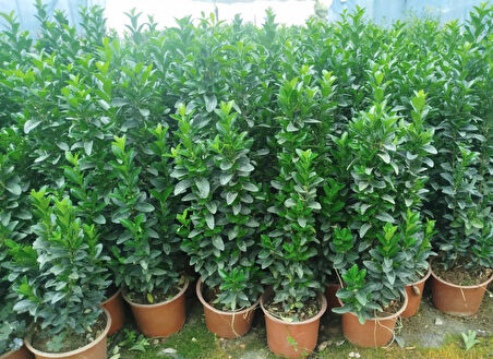 MEZAR - KABİR BİTKİ SETİ - 10 ADET YEŞİL TAFLAN GREENSPİRE 25-30 CM + 20 KG DOLOMİT TAŞI