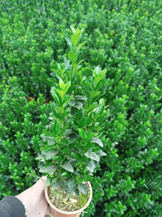 MEZAR - KABİR BİTKİ SETİ - 20 ADET YEŞİL TAFLAN GREENSPİRE 25-30 CM + 20 KG DOLOMİT TAŞI