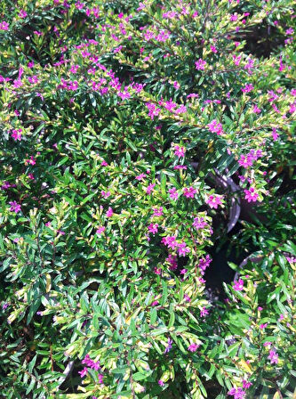 MEZAR - KABİR BİTKİ SETİ - 30 ADET CENNET ÇİÇEĞİ KUFEYA