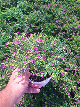 MEZAR - KABİR BİTKİ SETİ - 20 ADET CENNET ÇİÇEĞİ KUFEYA + 20 KG DOLOMİT TAŞI