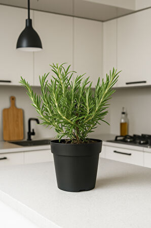 SAKSIDA BİBERİYE 3 ADET - Mutfakta Hazır Biberiye Rosmarinus