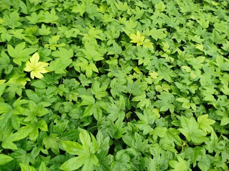JAPON ÇINARI ARALYA FİDANI 3 ADET - Aralia Japonica Fatsia