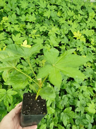 JAPON ÇINARI ARALYA FİDANI 3 ADET - Aralia Japonica Fatsia