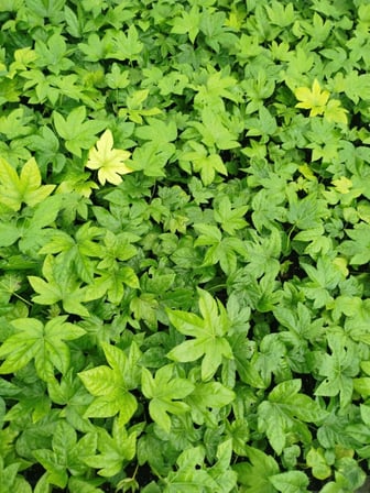 JAPON ÇINARI ARALYA FİDANI 5 ADET - Aralia Japonica Fatsia