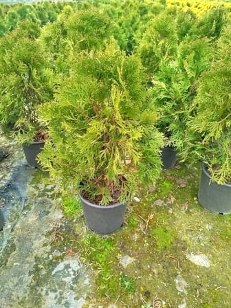 BATI MAZISI FİDANI 5 ADET (Thuja Occidentalis Smaragd) - ÇİT BİTKİSİ
