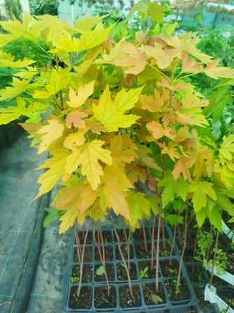 KIRMIZI ŞEKER AKÇAAĞACI FİDANI - Acer Saccharum