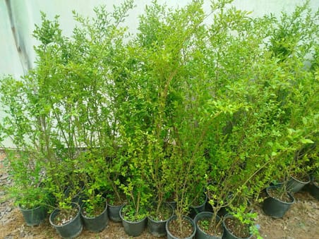 LİGUSTRUM SİNENSE 5 ADET 100-120 CM (ÇİÇEK AÇAN ÇİT BİTKİSİ)