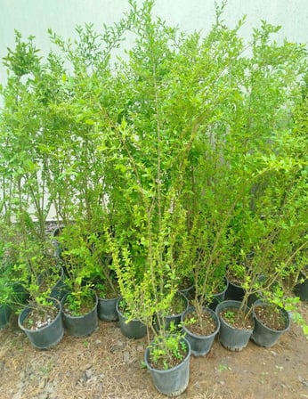 ÇİN KURTBAĞRI 3 ADET 100-120 CM (L.SİNENSE ÇİÇEK AÇAN ÇİT BİTKİSİ)