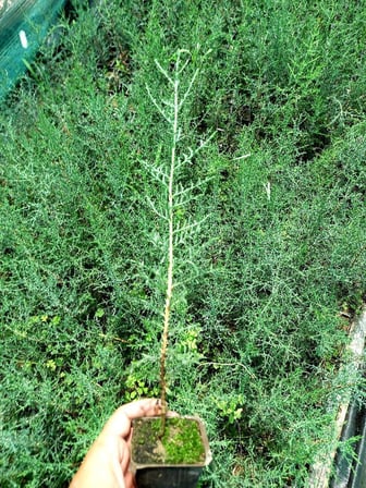 Akdeniz Servisi - Cupressus Sempervirens (5'li Paket)