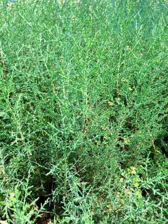 Akdeniz Servisi - Cupressus Sempervirens (5'li Paket)