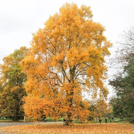 LALE AĞACI FİDANI - 2 YAŞ SAKSILI (Liriodendron Tulipifera)