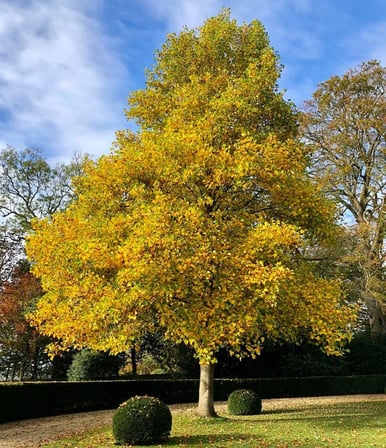 LALE AĞACI 3 ADET - 2 YAŞ SAKSIDA FİDAN (Liriodendron Tulipifera)