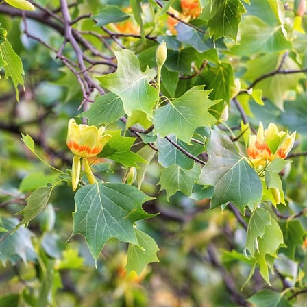 LALE AĞACI 3 ADET - 2 YAŞ SAKSIDA FİDAN (Liriodendron Tulipifera)